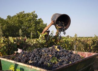 Arriva il Distretto produttivo agroalimentare di qualità del vino di Puglia Sava Vendemmia Cantina Galileo