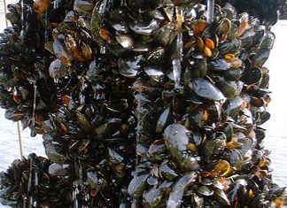 Taranto, il caldo uccide le cozze. L’allarme dei produttori: «La Regione ci aiuti»