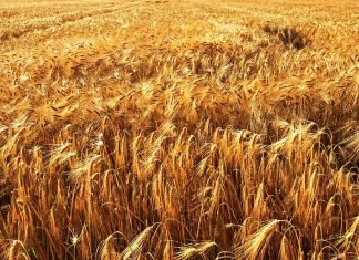 Consumi: addio pasta 100% italiana, il porto di Bari di nuovo “granaio d’Italia”