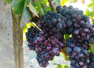 L’uva marcisce nei campi e nelle celle, prezzi sotto terra e acquisti azzerati
