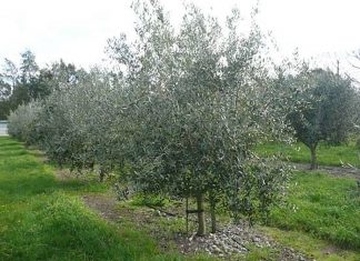 Olivi, reimpianti e… il loro sesto, le imposizioni che ostacolano la rinascita post Xylella