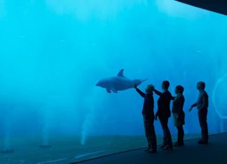L’Acquario di Taranto ha già perso l’acqua, sarà solo virtuale e multimediale