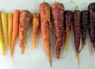 Tiggiano, Santu Pati vi aspetta con le carote e le giuggiole della virilità