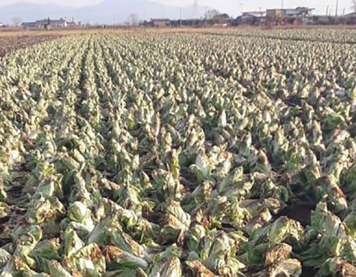 agricoltura-insalata-gelate-gelo