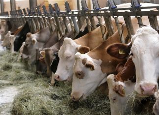 Salvate la “Fattoria Puglia”, crack stalle: tre litri di latte per pagare un caffè