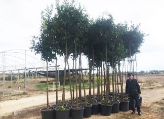 Lecce, quel dono di alberi di arancio trascurato dal Comune