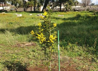 Zollino, una mimosa per dimenticare la passerella dello scandalo alle “Pozzelle”