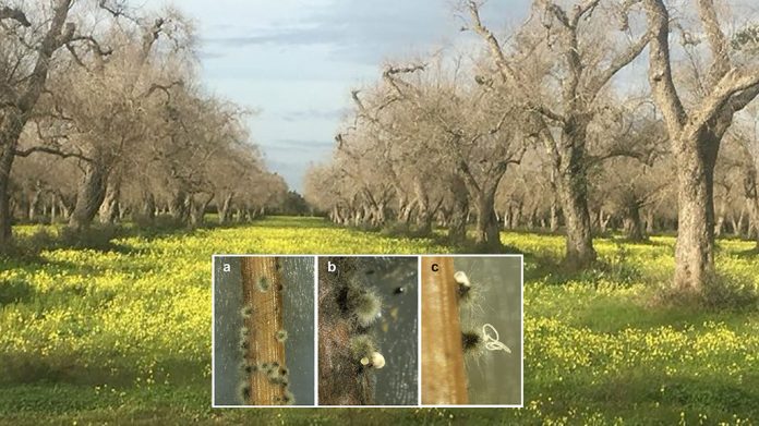 Ulivi-secchi-con-tre-varianti-del-fungo-neofusicoccum-mediterraneum