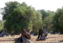 Rigenerazione e cura degli ulivi del Salento, un convegno a Lecce il 30 giugno