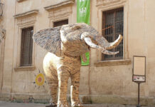 L’elefante dell’Accademia