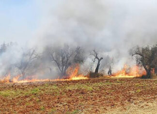 Il Salento brucia. Le proposte delle associazioni ambientaliste per un’efficace prevenzione